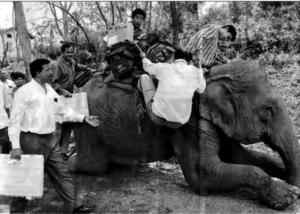 Photo shows a man climbing onto an elephant