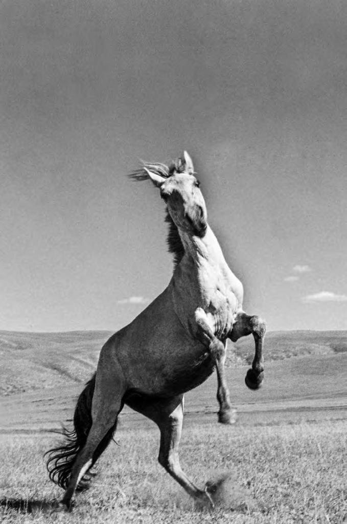 Symphony of Nature and Life: Mongolian Horse Culture - Association for