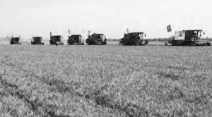 Image of harvesters reap wheat 